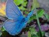 Polyommatus icarus